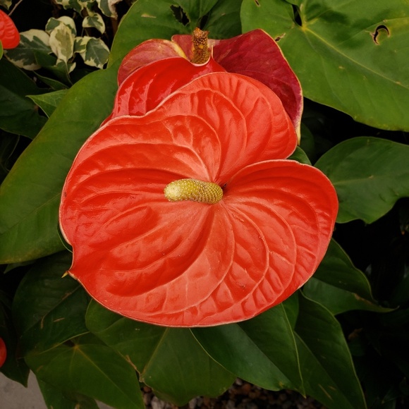 Meet your Posher, Aaron - Picture 1 of 1